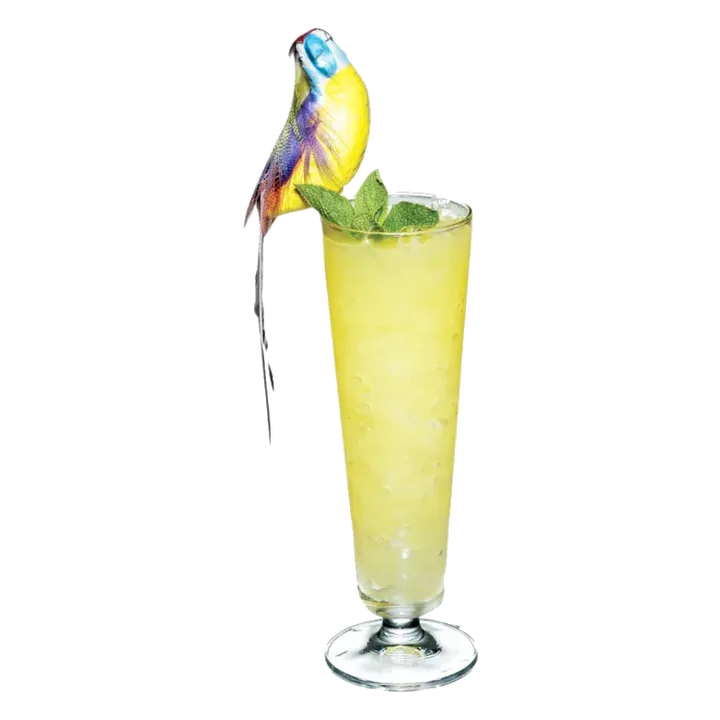 Potted Parrot